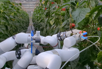 HortiBot: An Adaptive Multi-Arm System for Robotic Horticulture of Sweet Peppers
