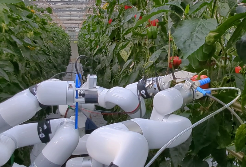 HortiBot: An Adaptive Multi-Arm System for Robotic Horticulture of Sweet Peppers