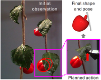 Safe Leaf Manipulation for Accurate Shape and Pose Estimation of Occluded Fruits