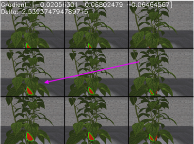 Combining Local and Global Viewpoint Planning for Fruit Coverage