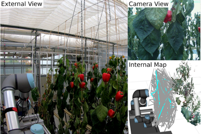 Graph-based View Motion Planning for Fruit Detection
