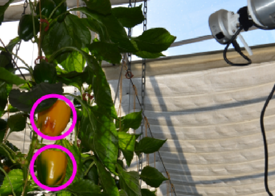 NBV-SC: Next Best View Planning based on Shape Completion for Fruit Mapping and Reconstruction