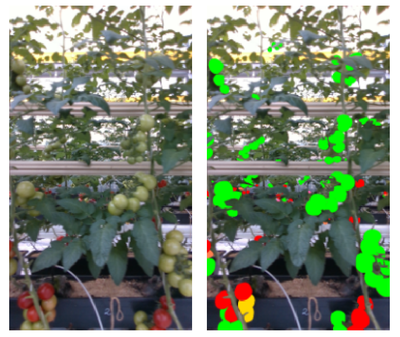 Still Image and Spatial-Temporal Tomato Data Enabling Detection, Segmentation, Tracking, and Video-Instance Segmentation Using Strong and Weak Labels