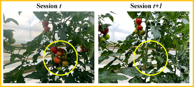 Efficient View Planning Guided by Previous-Session Reconstruction for Repeated Plant Monitoring