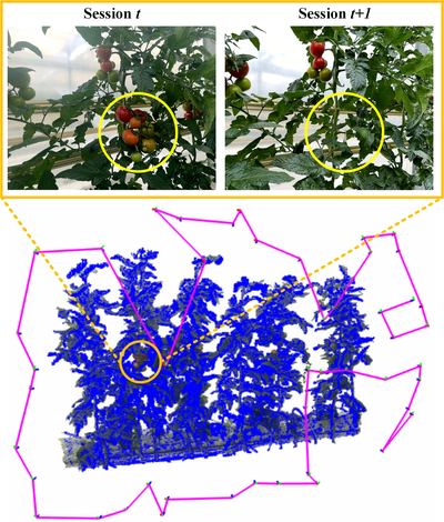 Efficient View Planning Guided by Previous-Session Reconstruction for Repeated Plant Monitoring