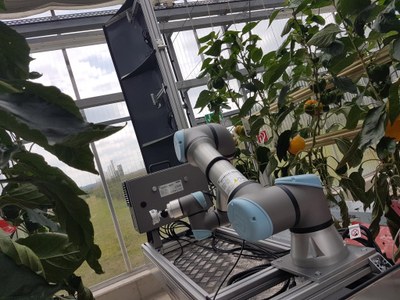 AID4Crops - Automation and AI for Monitoring and Decision Making of Horticultural Crops